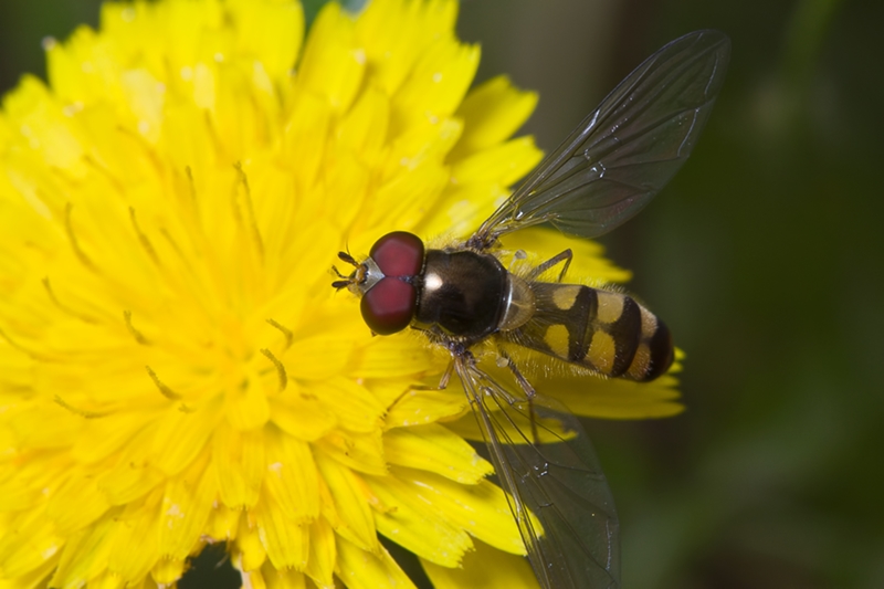 Meliscaevea auricollis ?